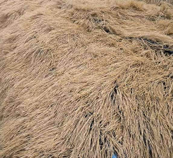 Thatched grass